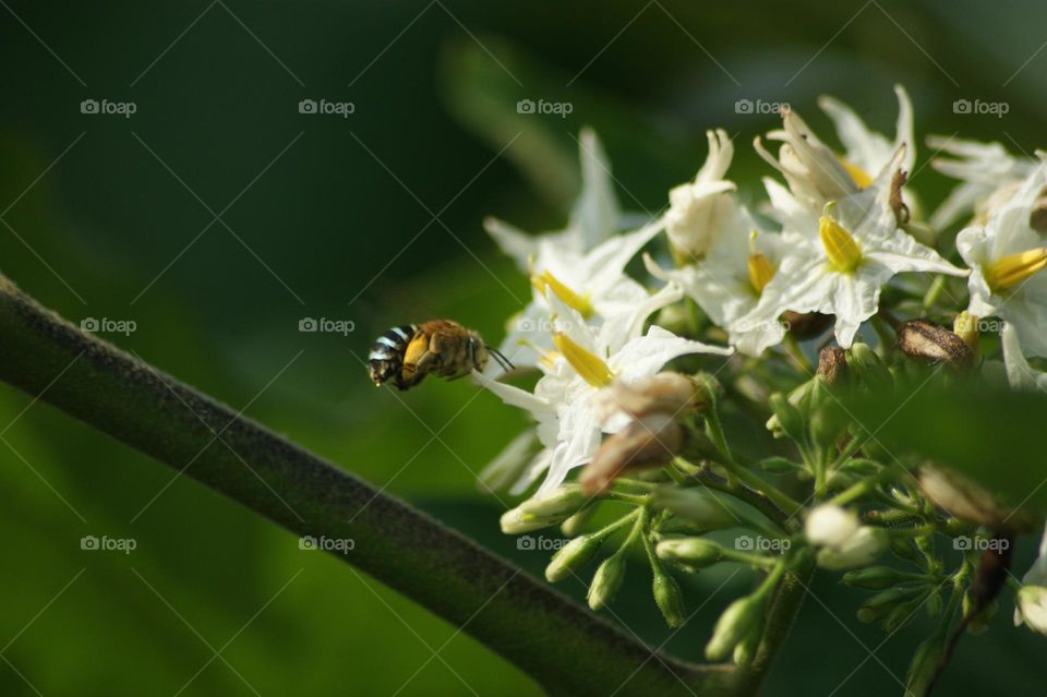bee