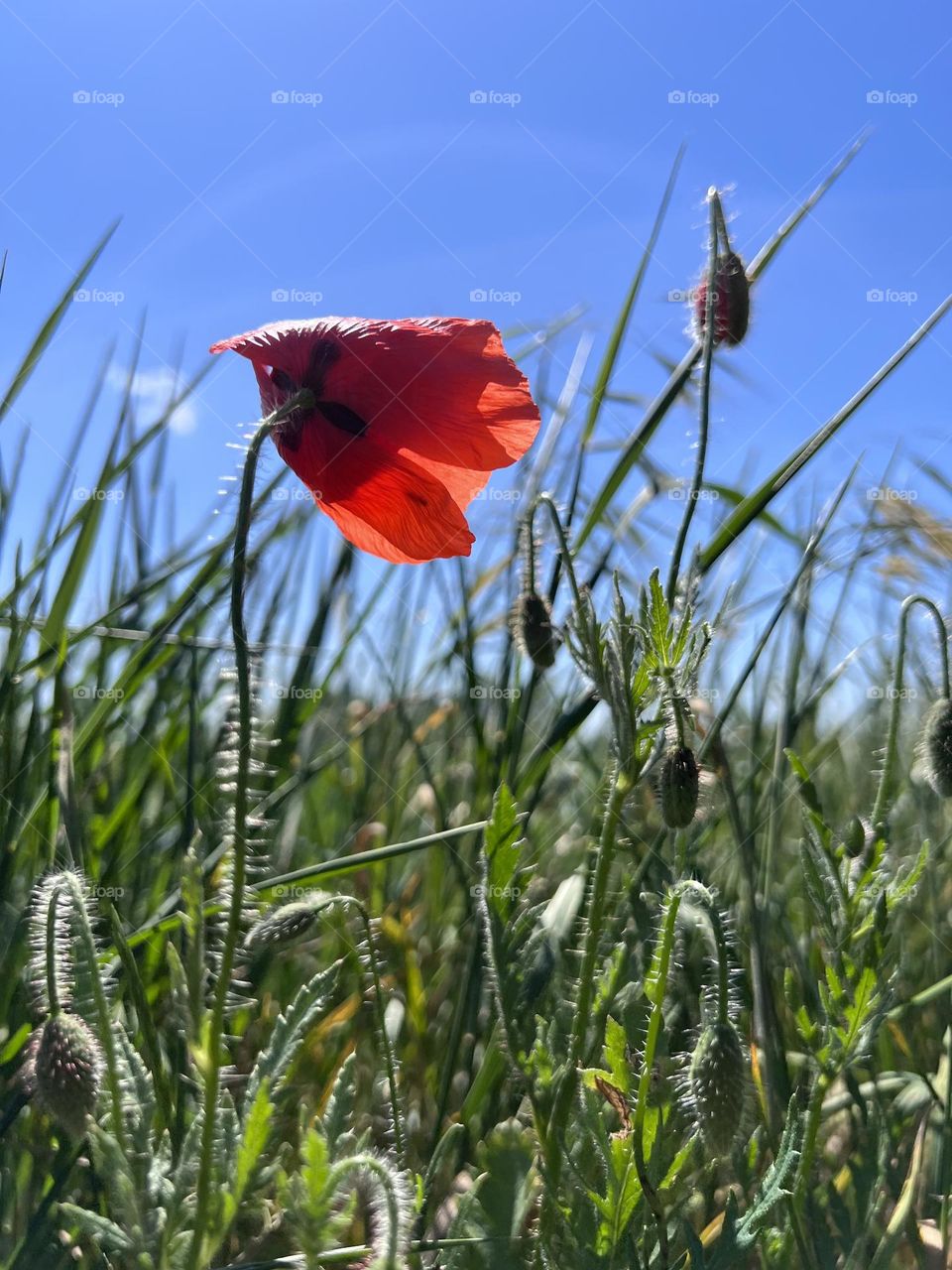 Poppyseed flower