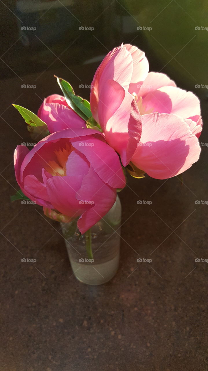 Peonies Catching Sunlight