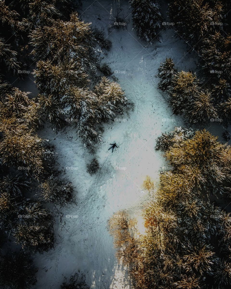 Forest from above