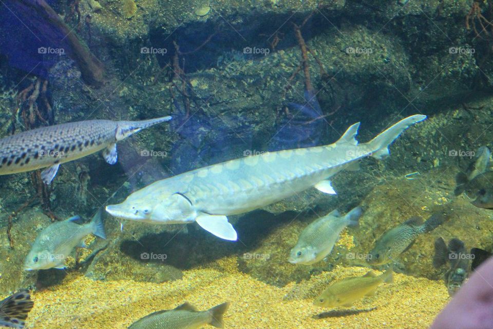 sturgeon