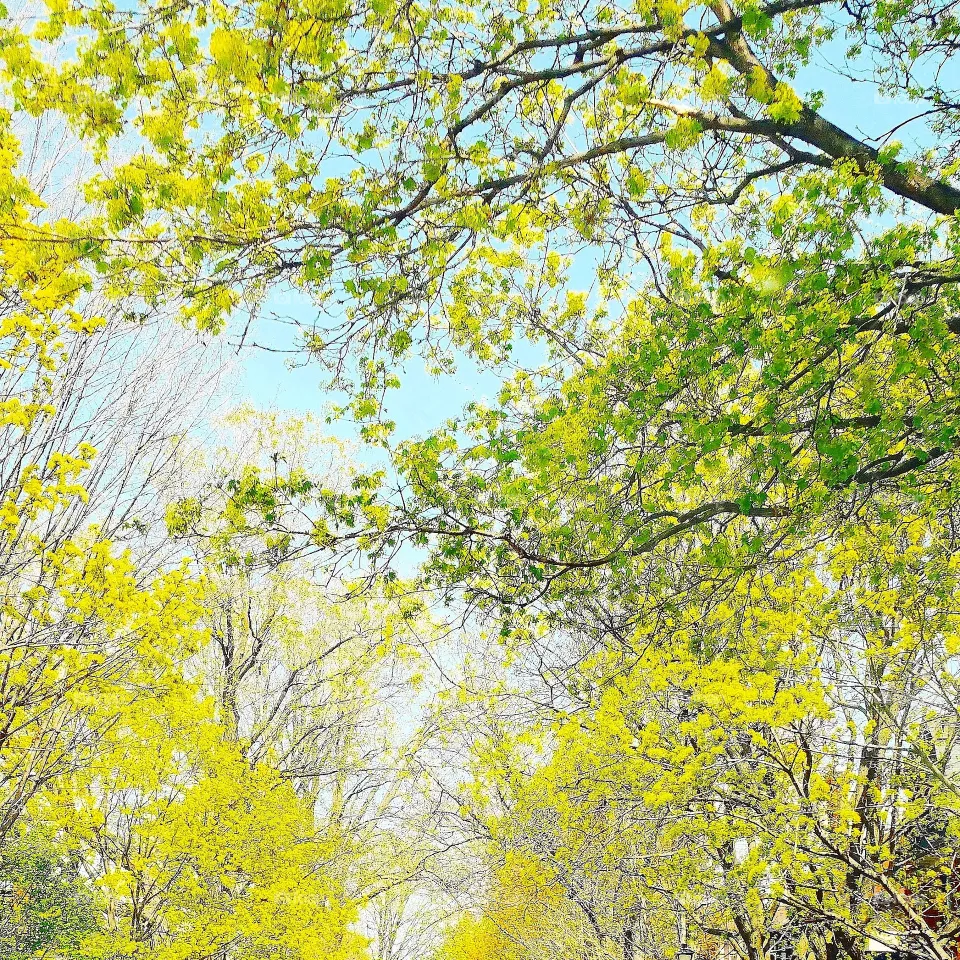 spring