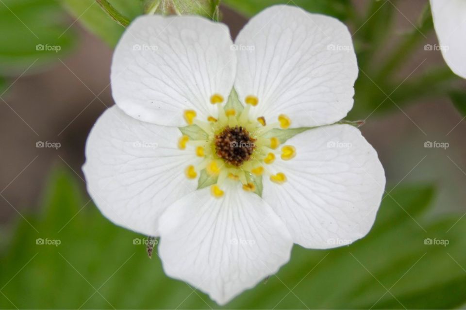 White Flower