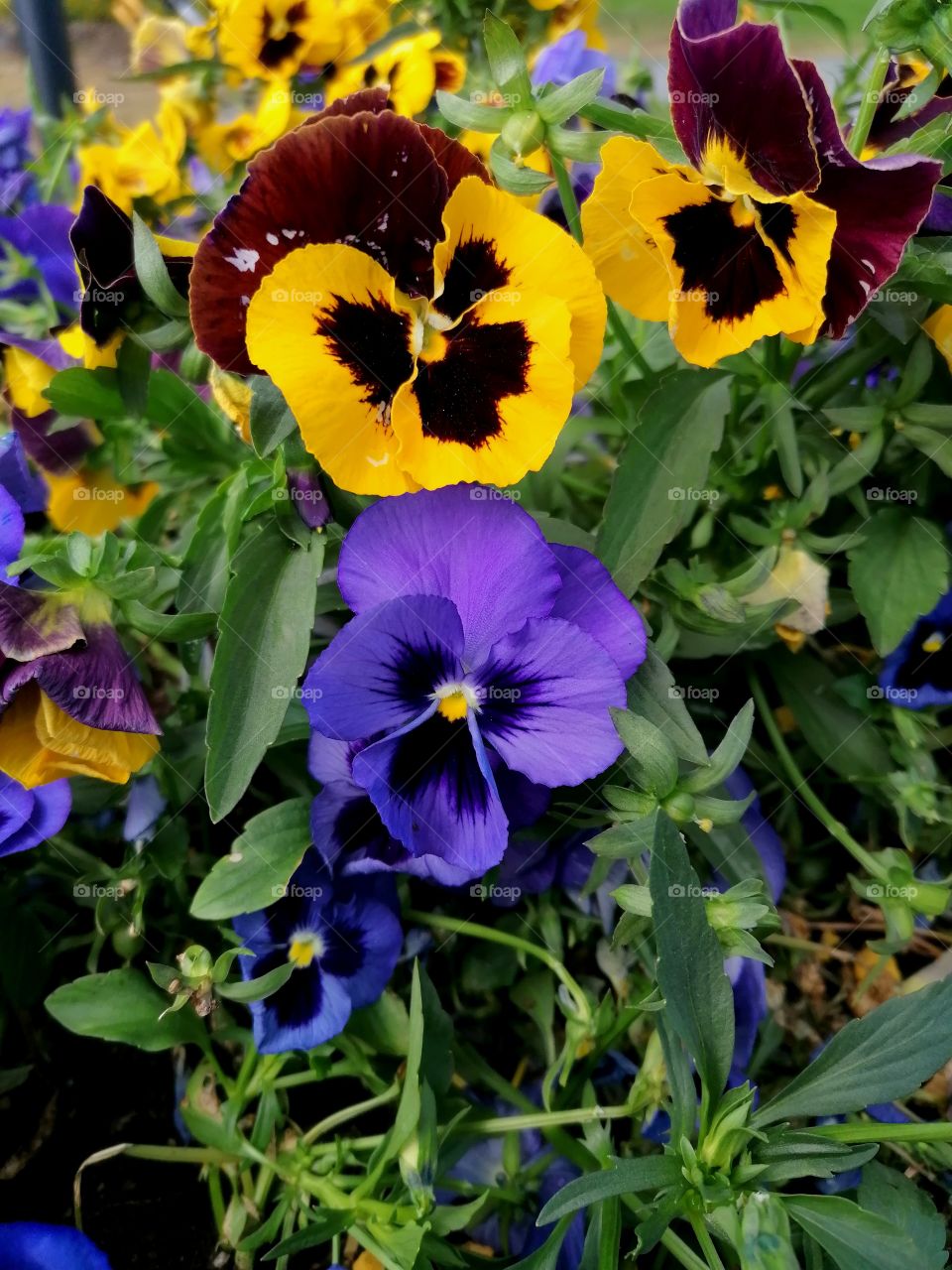 Yellow, purple and blue violets are well suited to grow in the same pot beautifully.