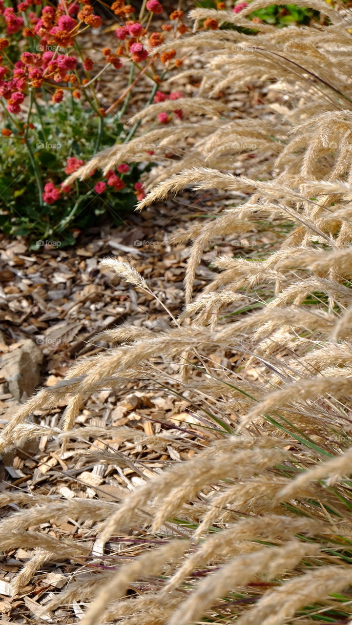 Dry grass