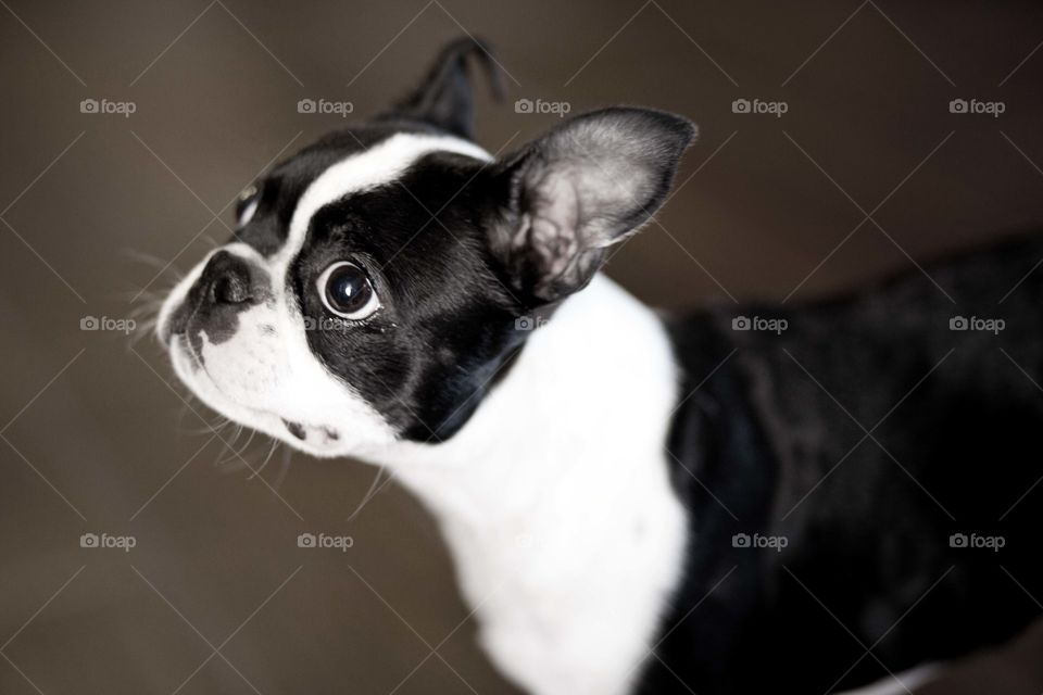 Boston Terrier
