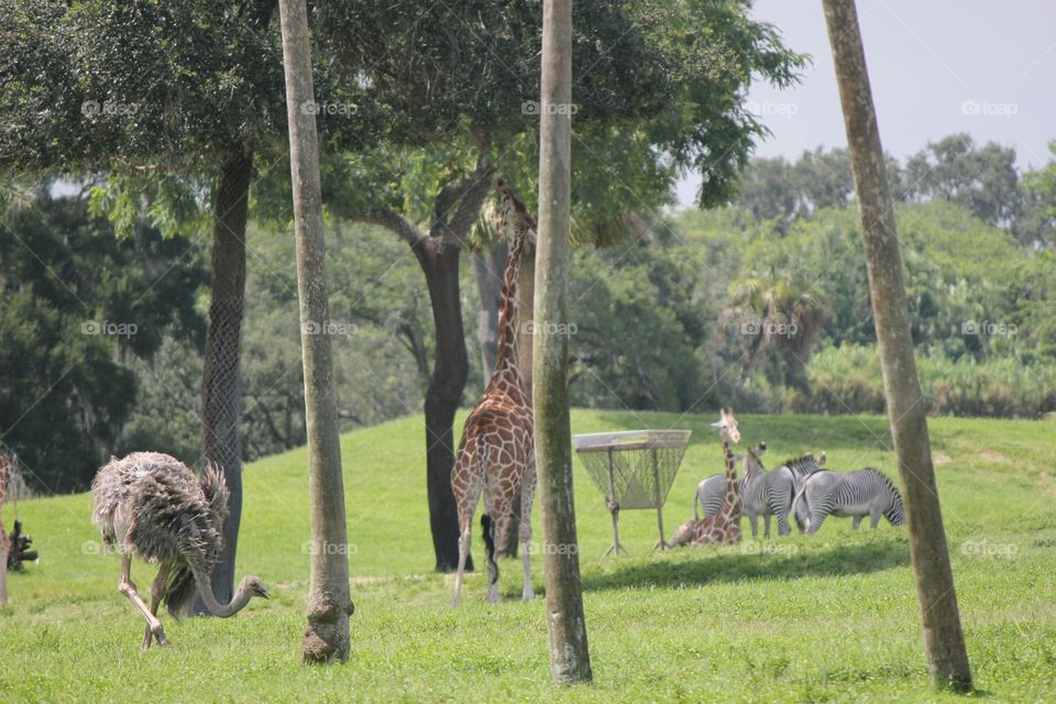 Busch Gardens. Safari ride at Busch Gardens