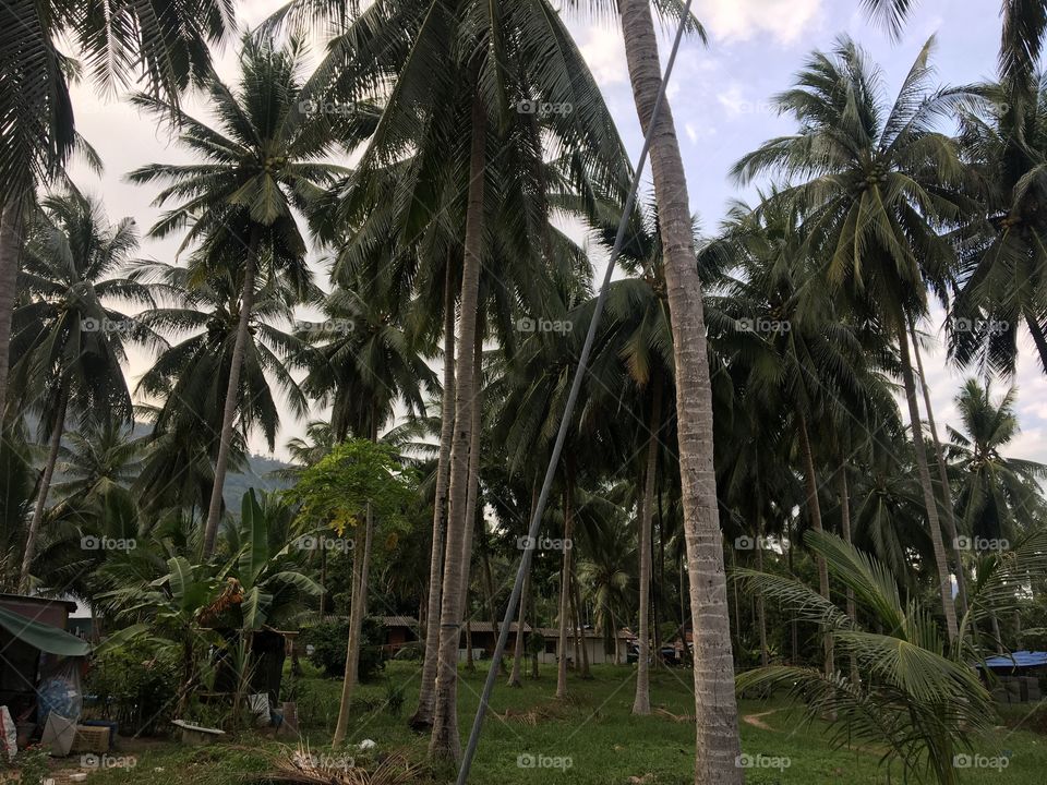 Palm paradise 