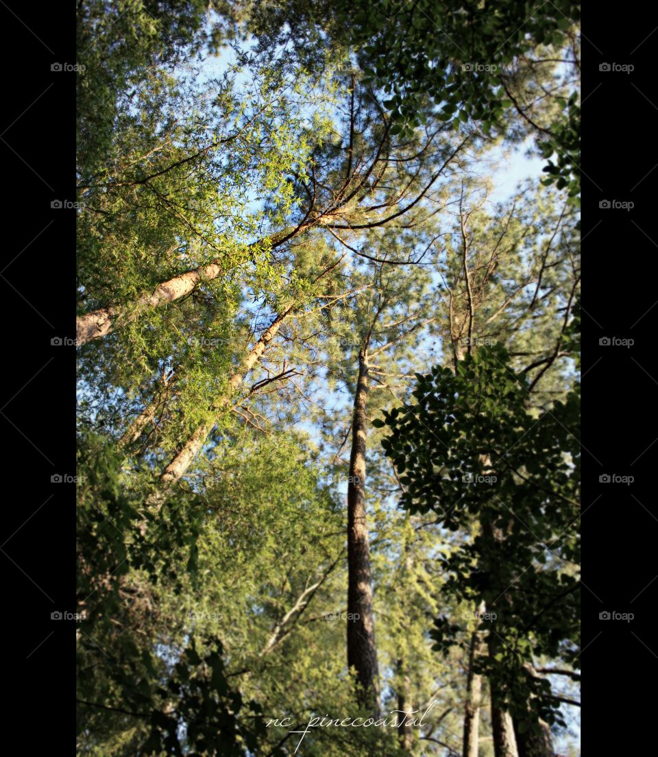 Looking up into the trees