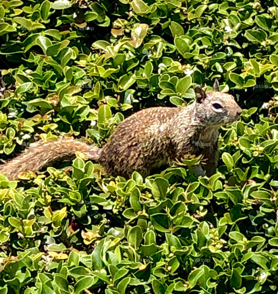 Ground squirrel in green shrubs 
