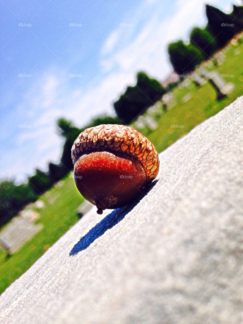 Acorn 