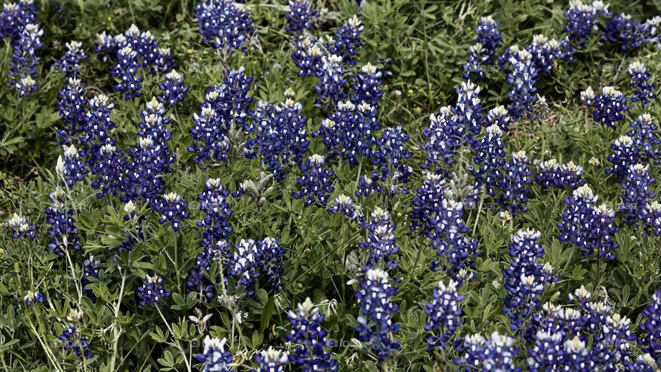 Bluebonnet time in Texas!!!