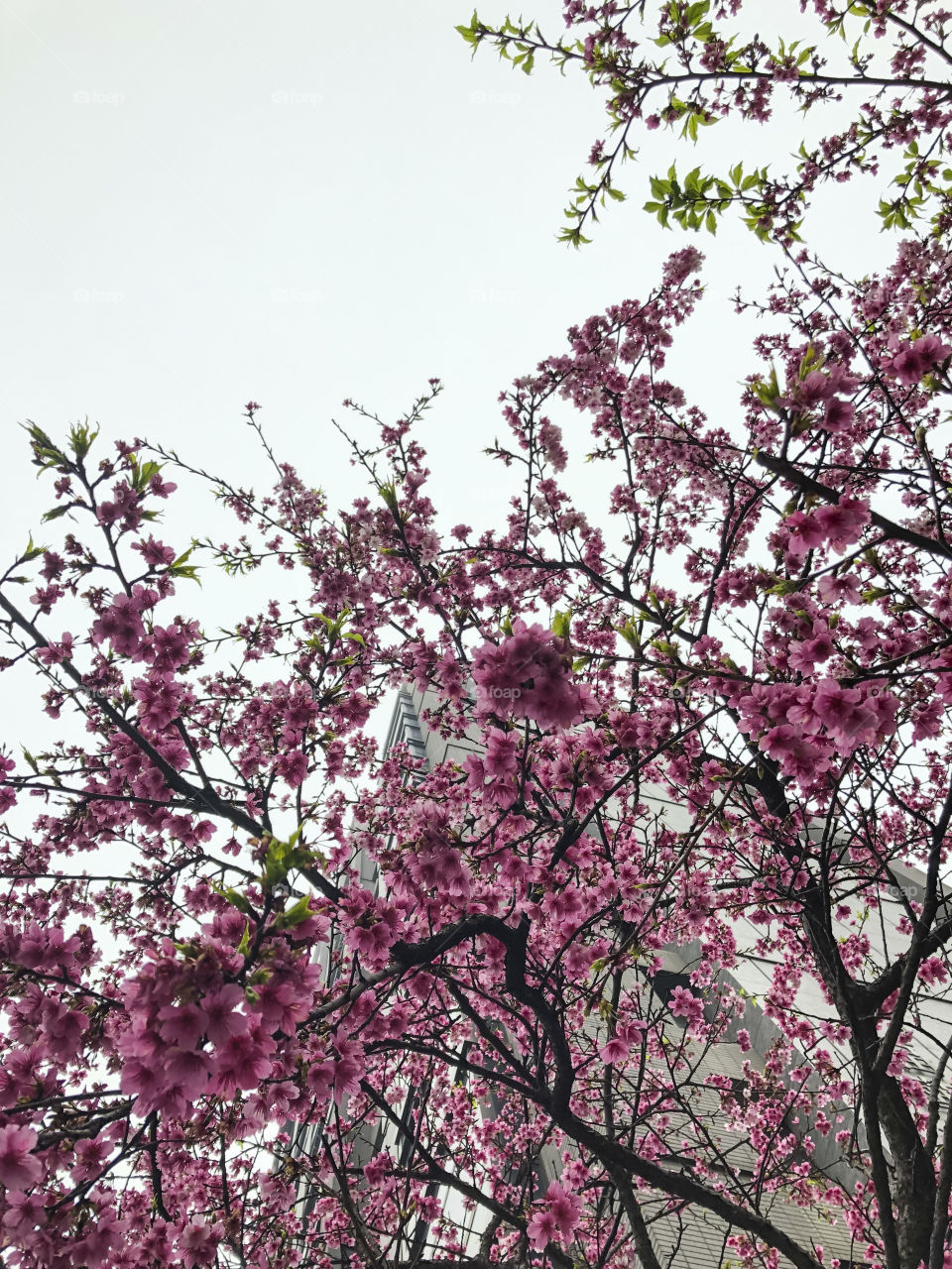 Spring. Sakura is blooming.