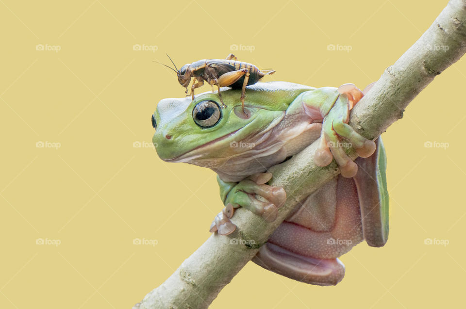 Frog And Cricket