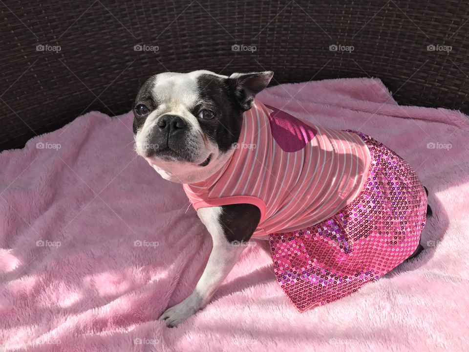 A dog with pink pet clothing