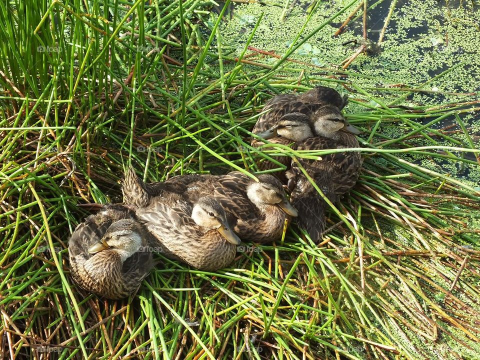 Ducks sitting in grass