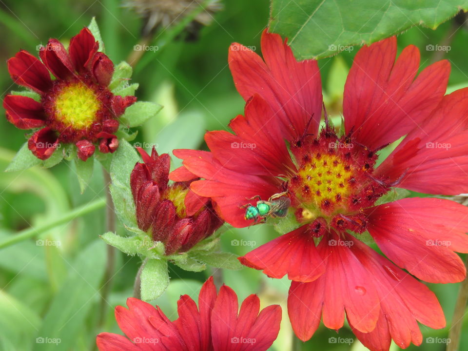 Blanket flower