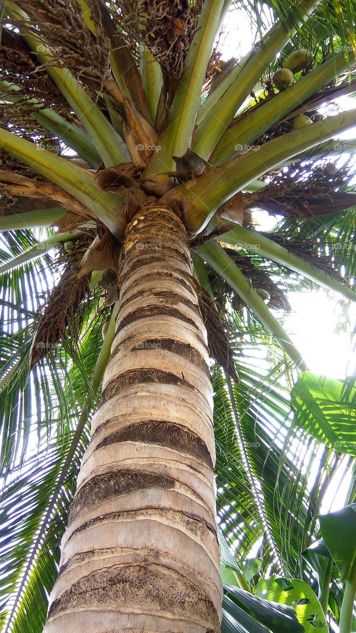 long coconut tree