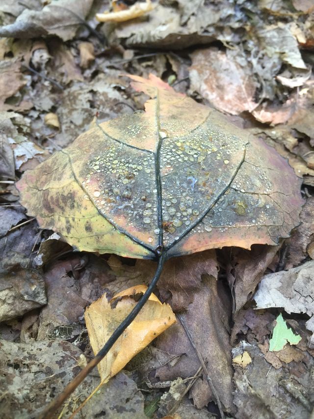 Autumn leave