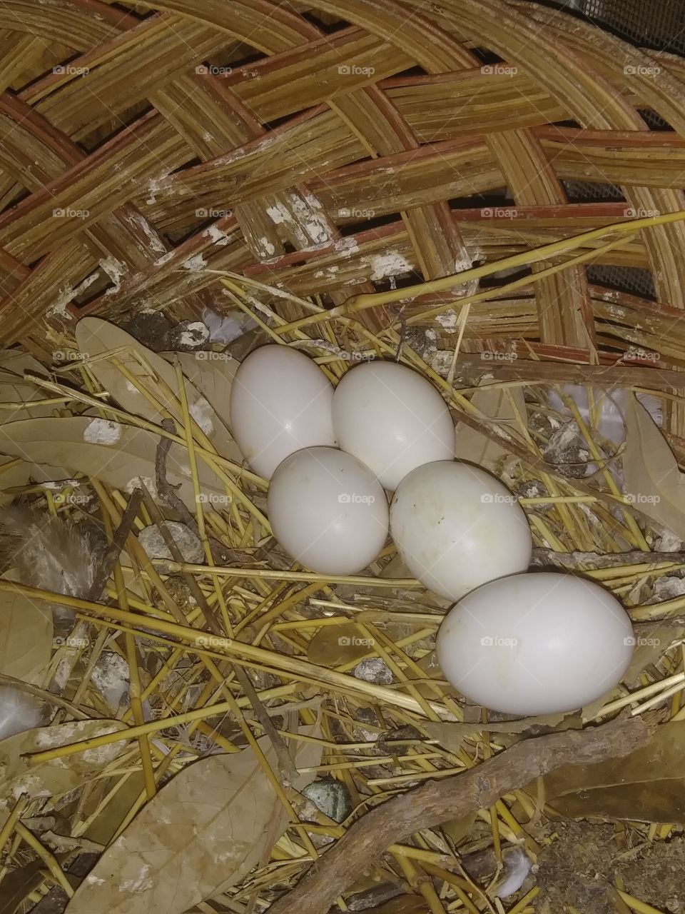 Dove Nest With Eggs