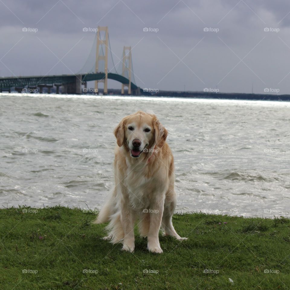 The Mackinaw Bride and our golden retriever Kaci