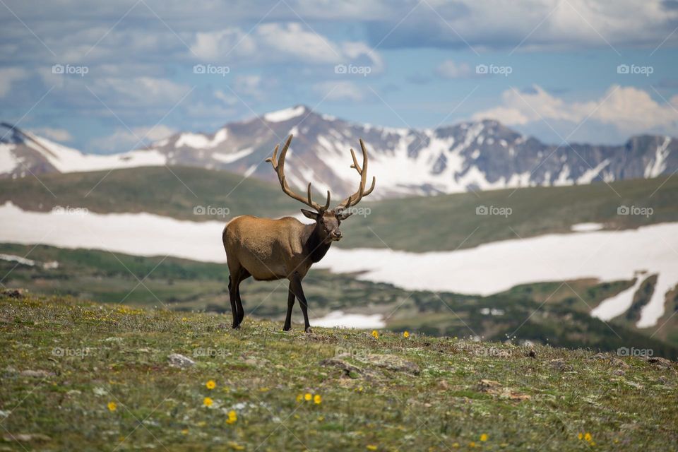 Beautiful brown colour deer