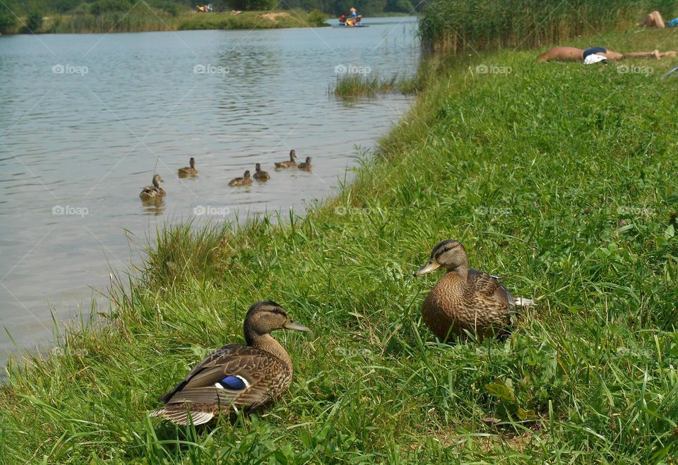 Duck, Bird, Nature, Water, No Person