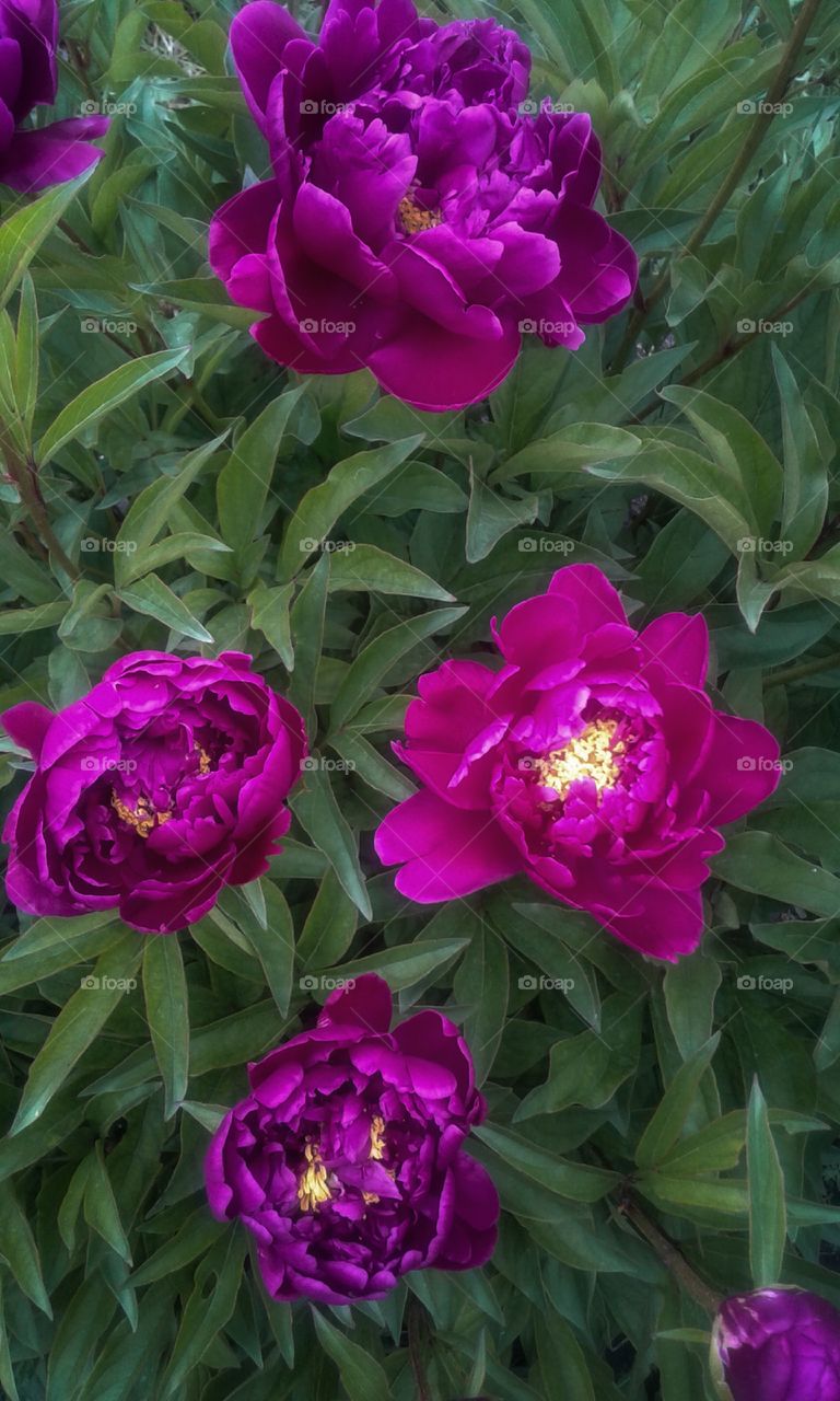 Peony flowering bush.