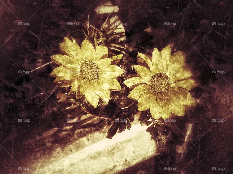 Flower, No Person, Abstract, Desktop, Flora