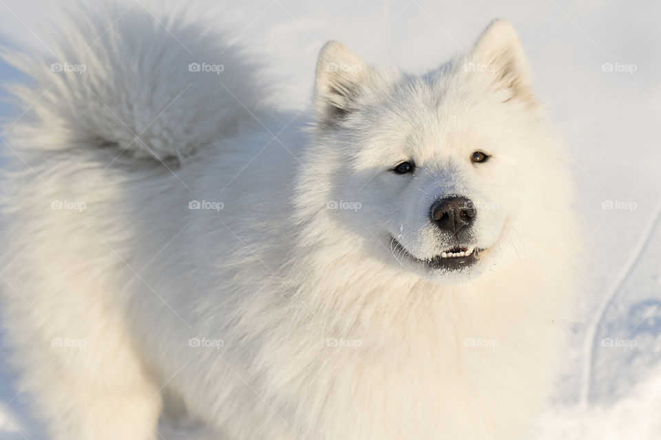 Close-up of Samoyed dog in winter