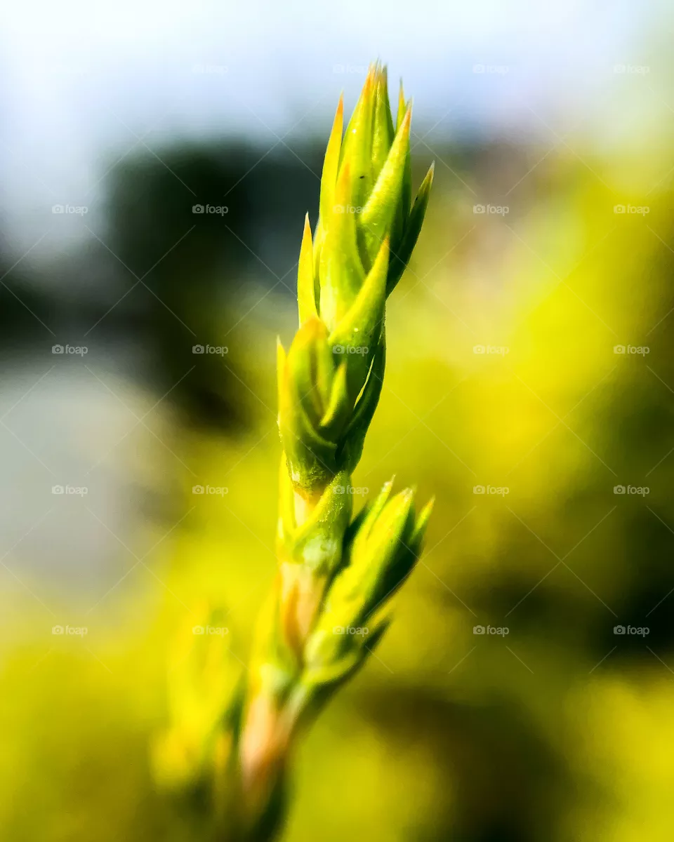 Macro photo