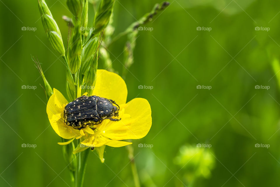 A black beetle with white polka dots eating on a yellow flower