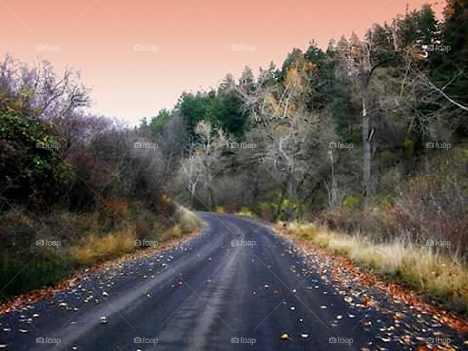 country road in fall