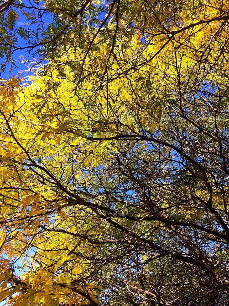 yellow leaves 