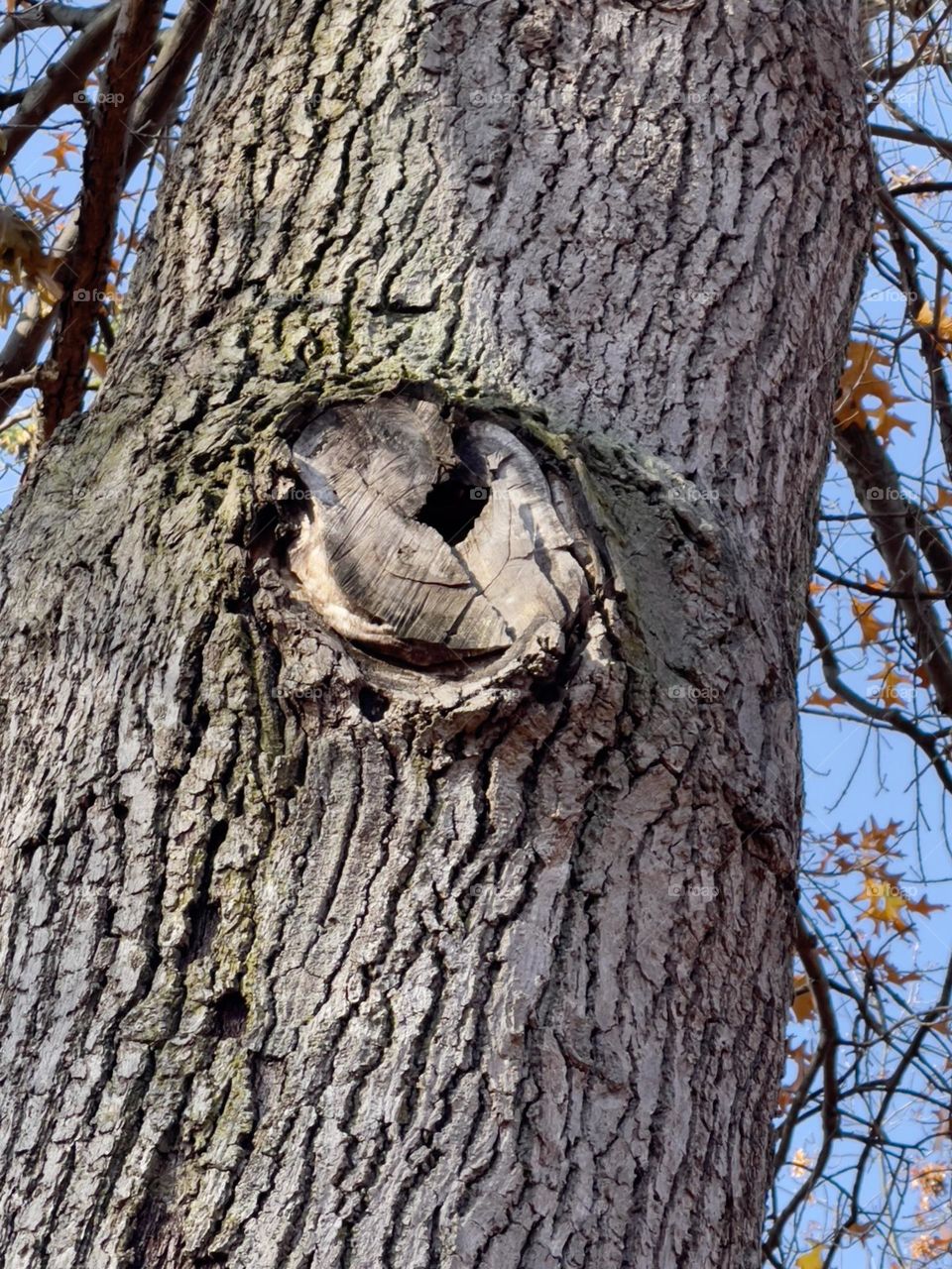 Oak tree trunk with large gnarly burl knot, closeup