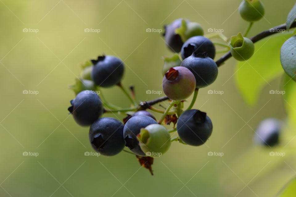Blueberries at different stages of ripeness