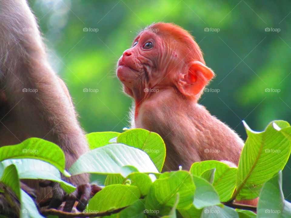 monkey funny expression toward his mother