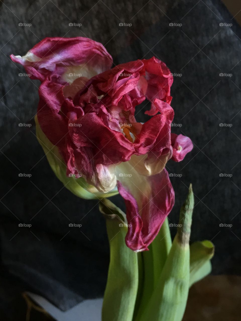 Tulip