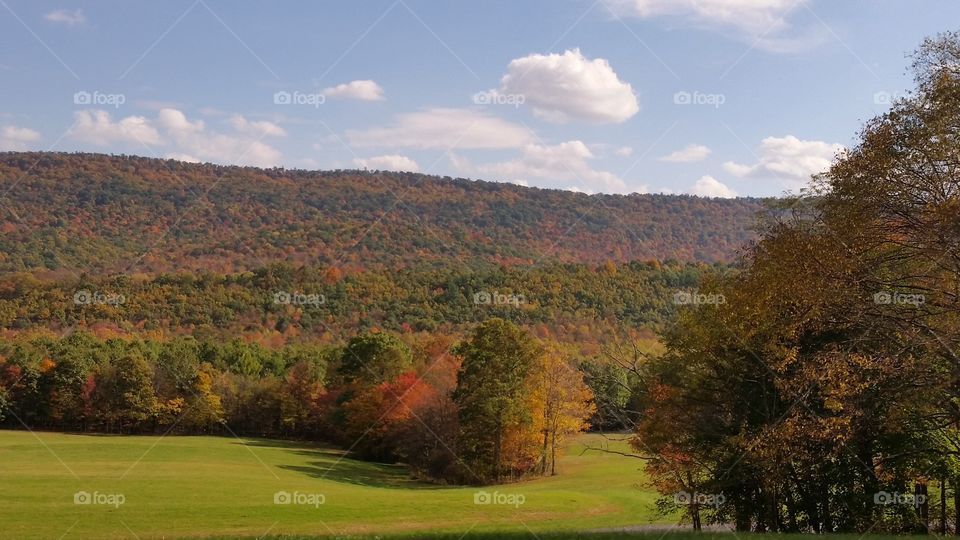 Landscape, Tree, No Person, Fall, Nature