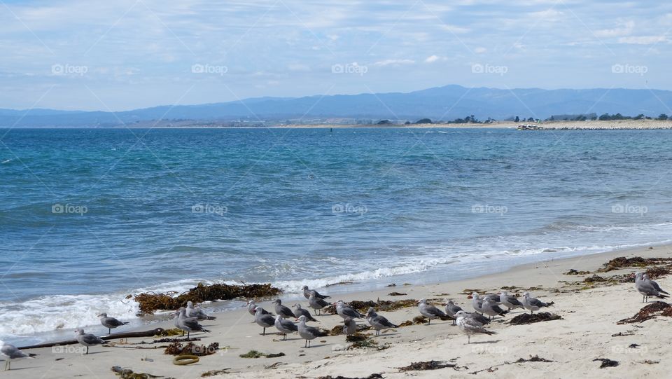 Seabirds on white sandy beach