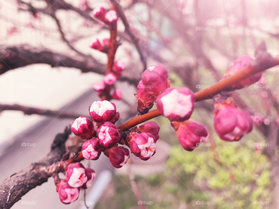 Pink Apricot flowers blooming in spring on the trees 