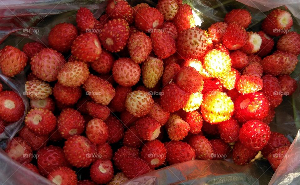 wild strawberries harvest