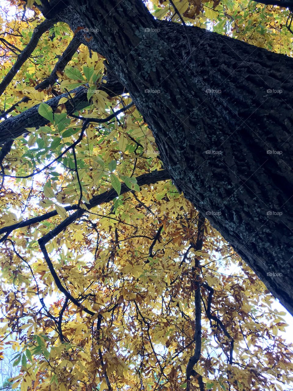 Under the the fall shade of leafy sunshine.
