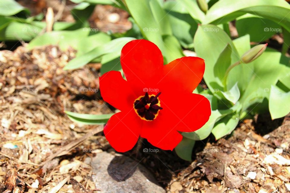 Red Tulips