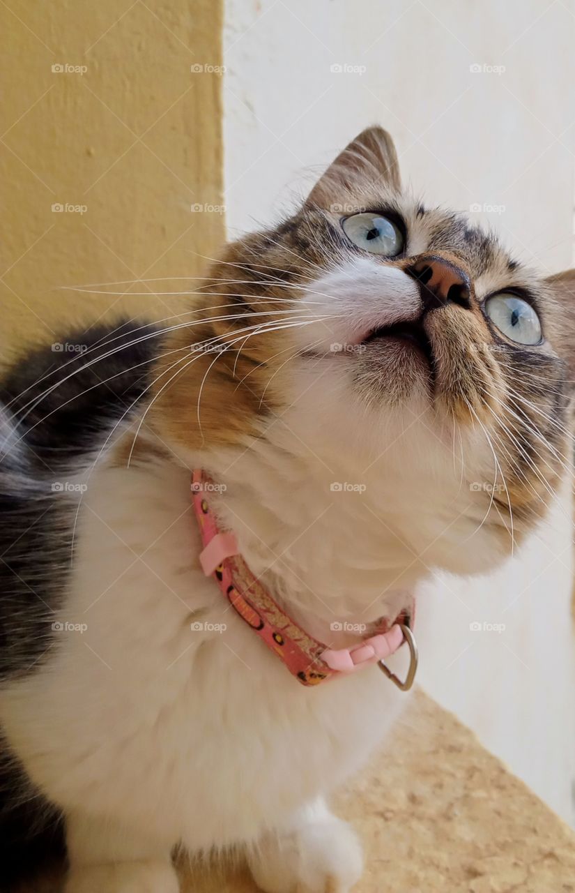 a cute cat with its beautiful green eyes looking at something