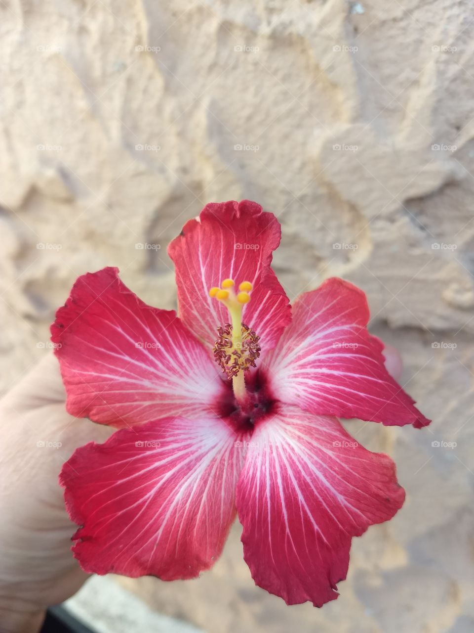 red Hibiscus