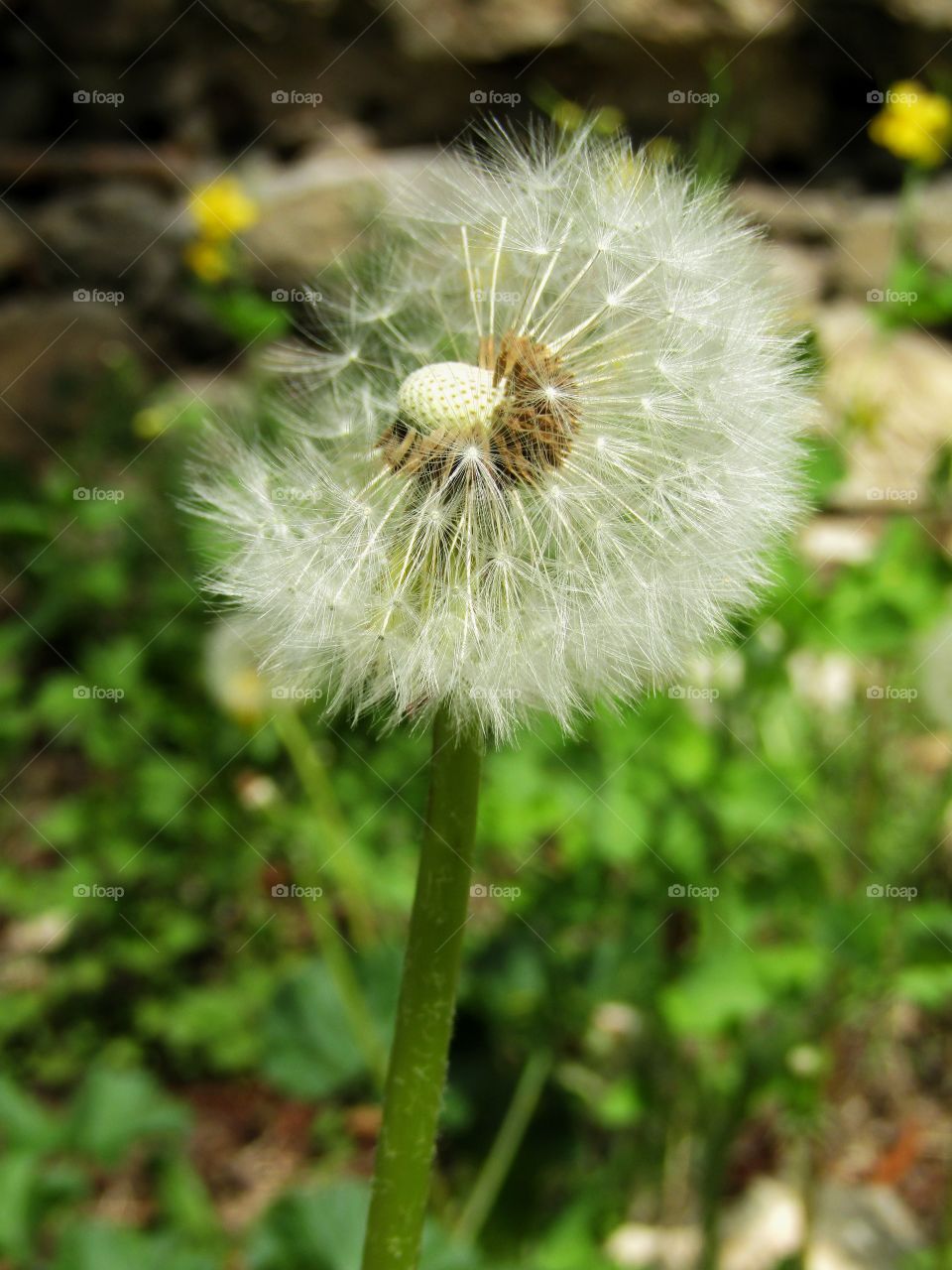 Dandelion :)