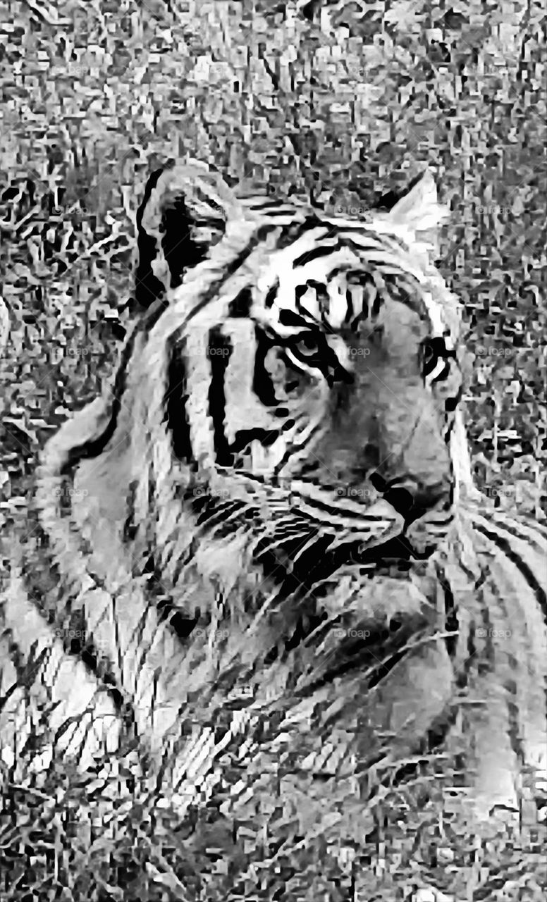 Tiger in black and white