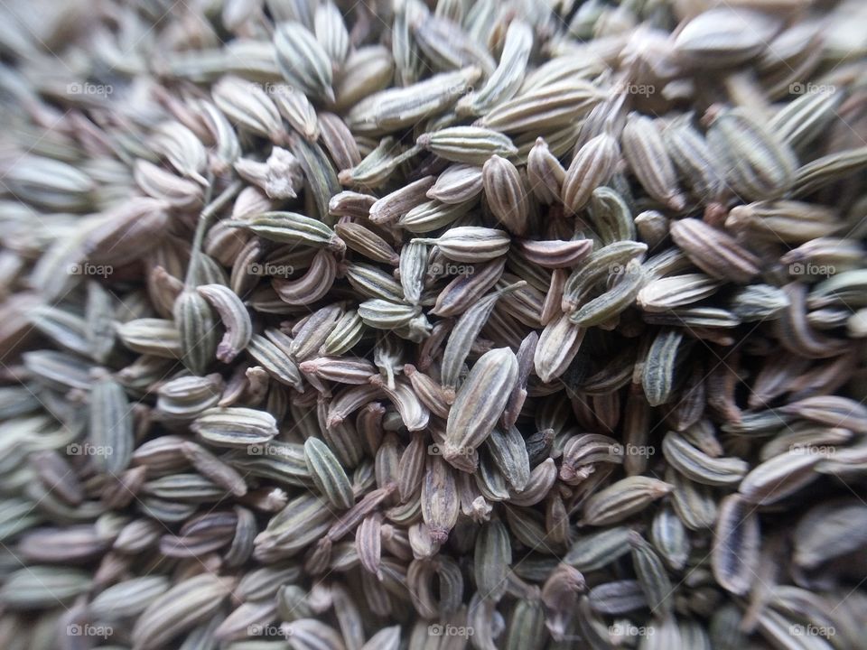 Fresh and healthy Anise seed