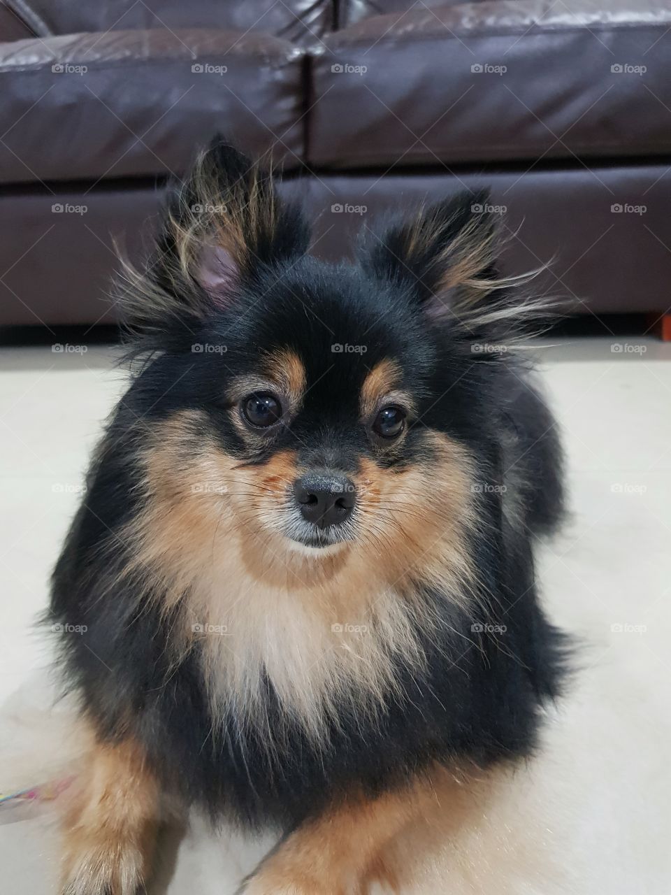 pomeranian